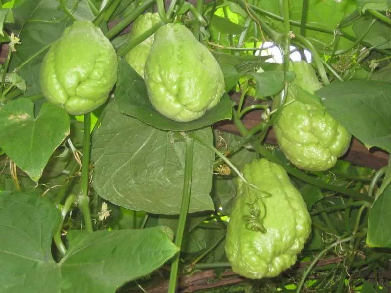 蔬菜配送價格揭秘-獲得最...