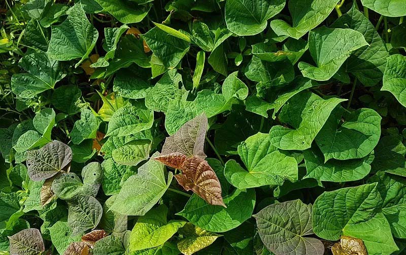 蔬菜配送費用不再是問題