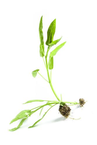 廣東省生鮮蔬菜配送公司