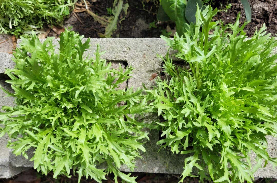 蔬菜配送價格表 2024...