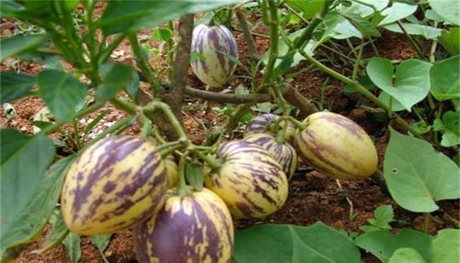 水果配送價格表 2024...