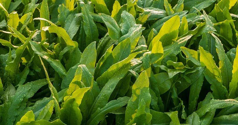 湖南郴州生鮮蔬菜配送電話