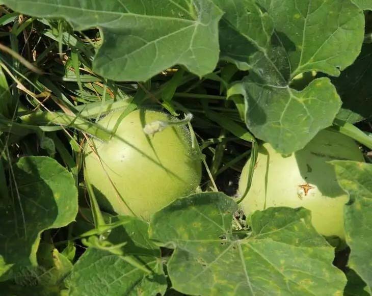 食材平臺一站式配送服務，...